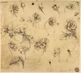 Studie von Blumen, Federzeichnung auf gelblichem Papier, mit Anzeichen von Silberstiftvorbereitung, von Leonardo da Vinci, aufbewahrt in der Galerie der Akademie, Venedig